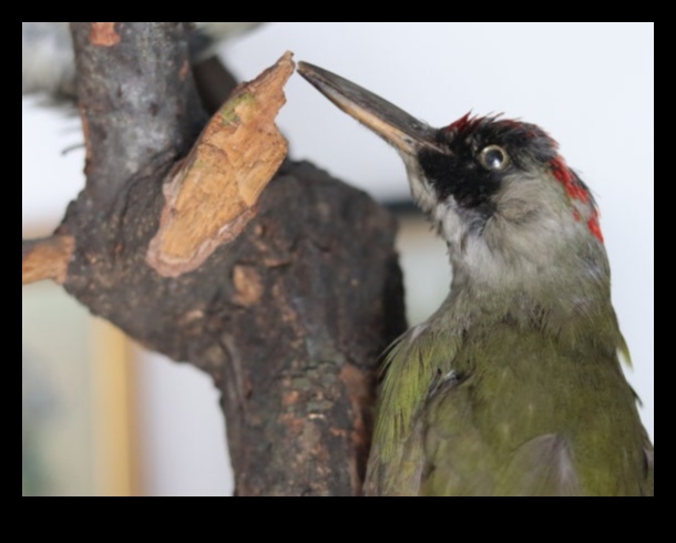 Frumusețea naturii O comoară atemporală 2 Peisaje melodice: armonii create de frumusețea naturii