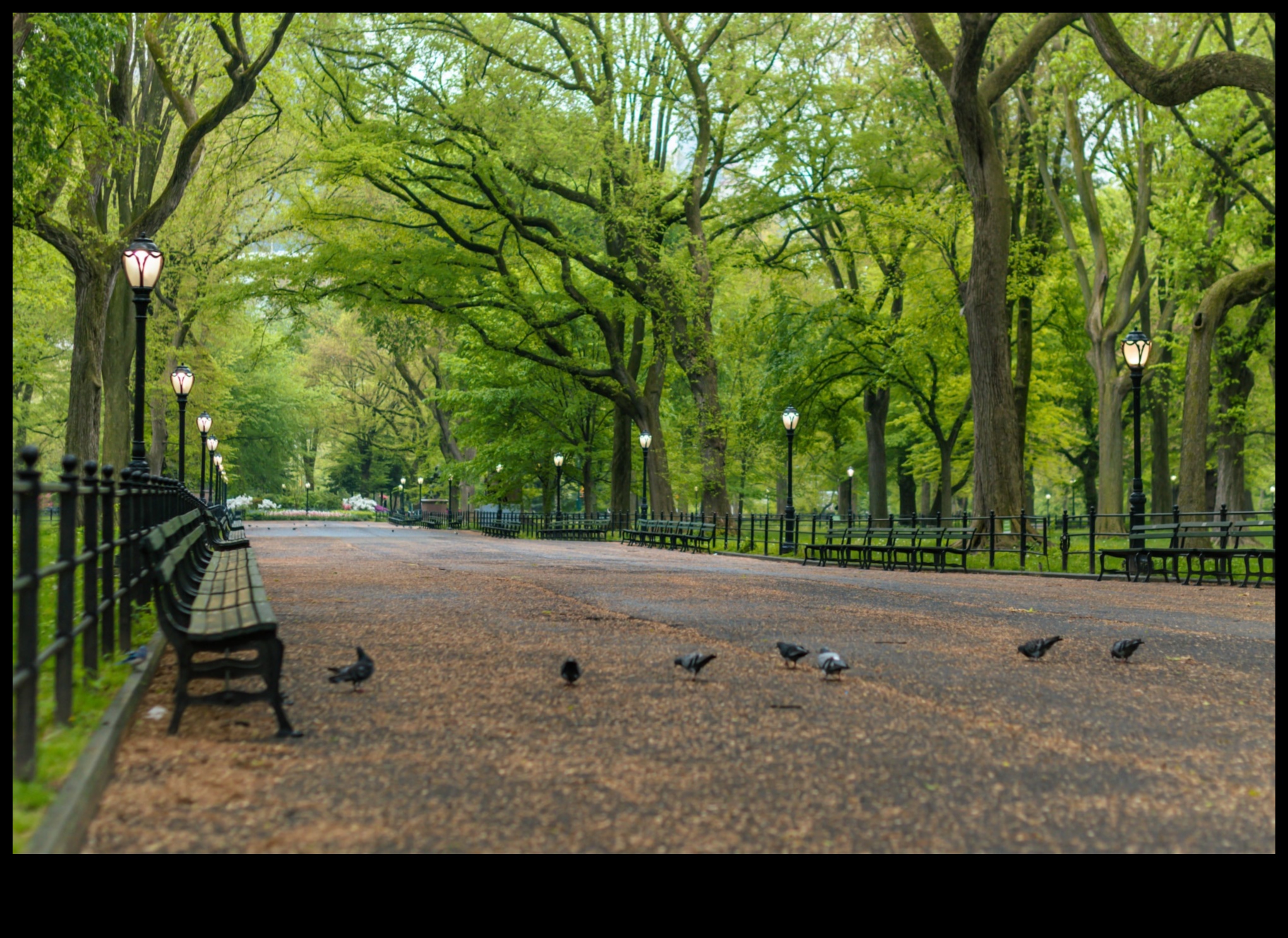 Oaza verde în jungla de beton 4 Parcuri și grădini: oază de verde în peisaje urbane