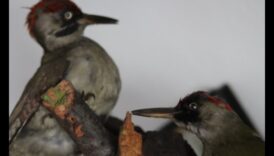 Peisaje melodice: armonii create de frumusețea naturii