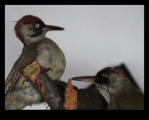 Peisaje melodice: armonii create de frumusețea naturii