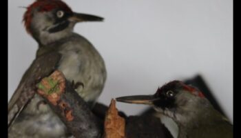 Peisaje melodice: armonii create de frumusețea naturii